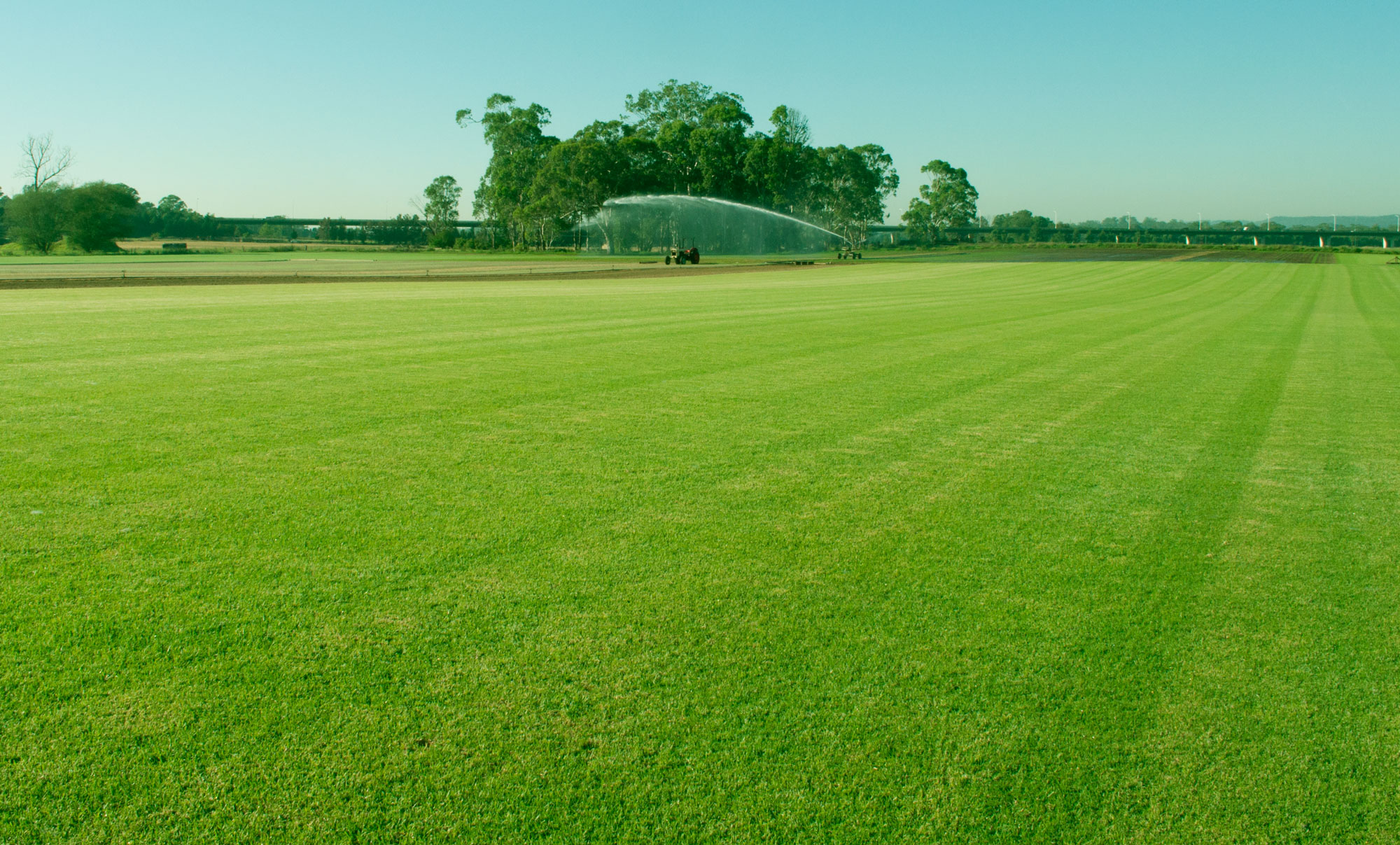 Macarthur Turf Farm supply grass and lawns from Elderslie, Camden